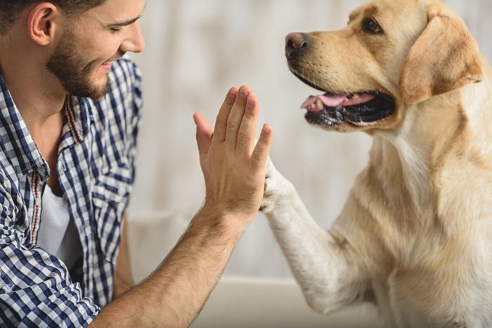 health benefits of animal assisted therapy